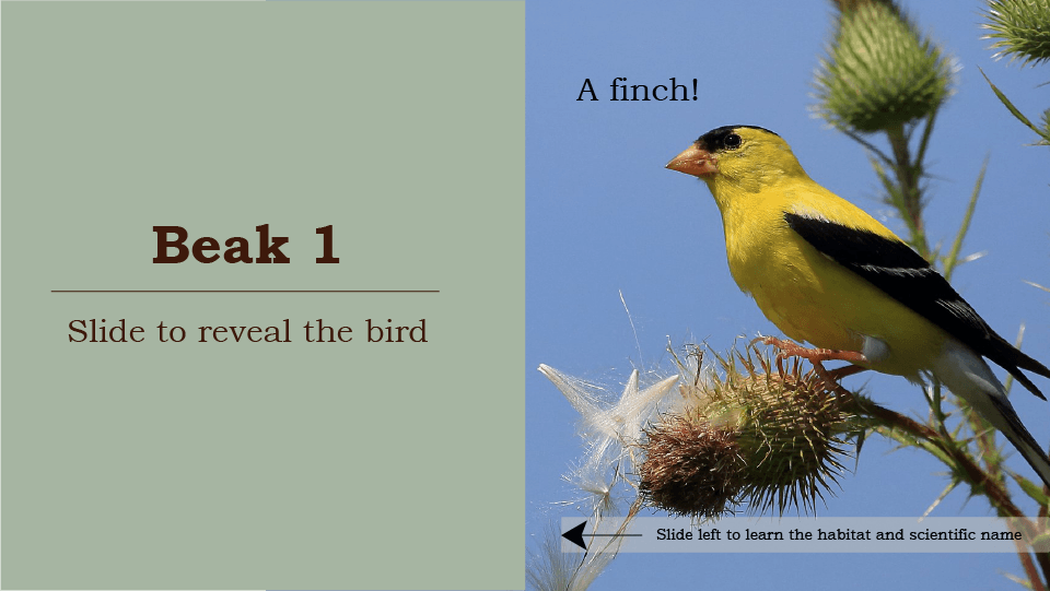 Beak 1, slide to reveal the bird, a finch, yellow and black bird on thistle branch, slide left to learn the habitat and scientific name