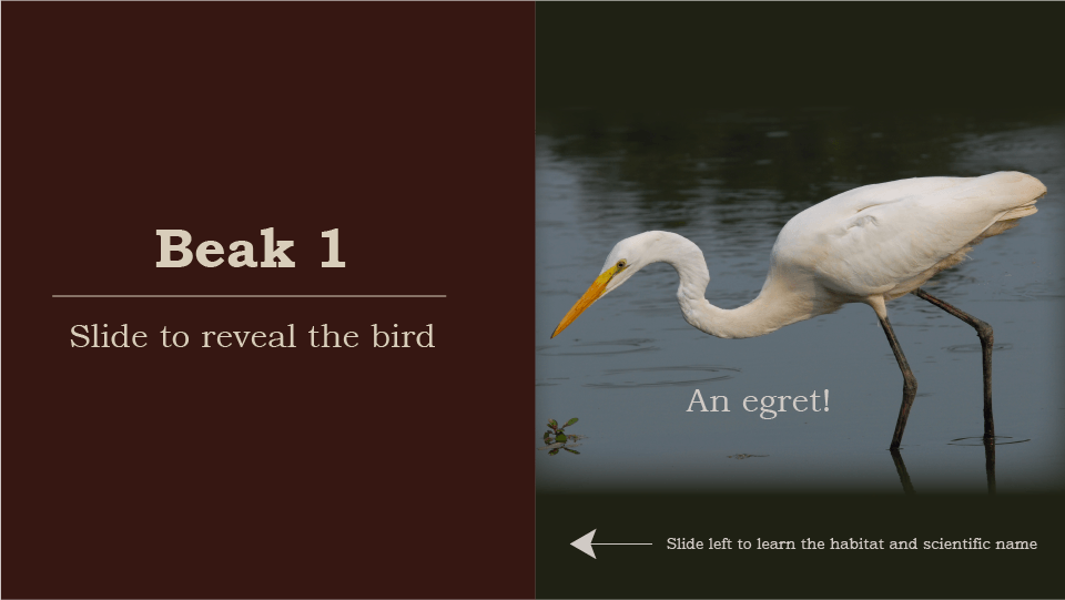 Beak 1, slide to reveal the bird, an egret, white bird, long legs in water, slide left to learn the habitat and scientific name