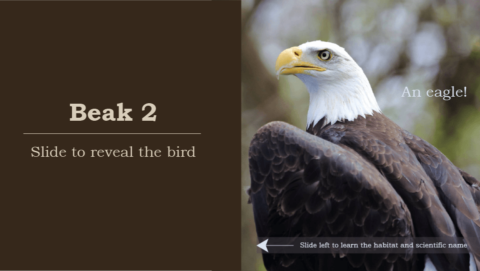 Beak 2, slide to reveal the bird, an eagle, white head, brown body, yellow beak, slide left to learn the habitat and scientific name