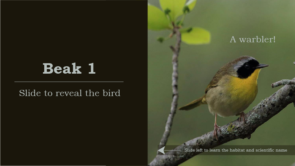 Beak 1, slide to reveal the bird, a warbler, yellow and black bird on tree branch, slide left to learn the habitat and scientific name