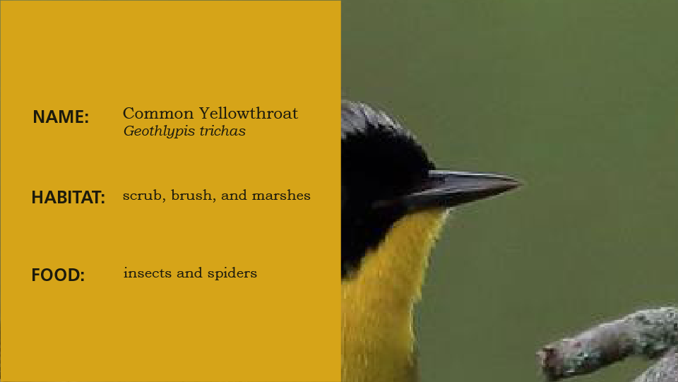 Beak 1, slide to reveal the bird, a warbler, yellow and black bird on tree branch, slide left to learn the habitat and scientific name