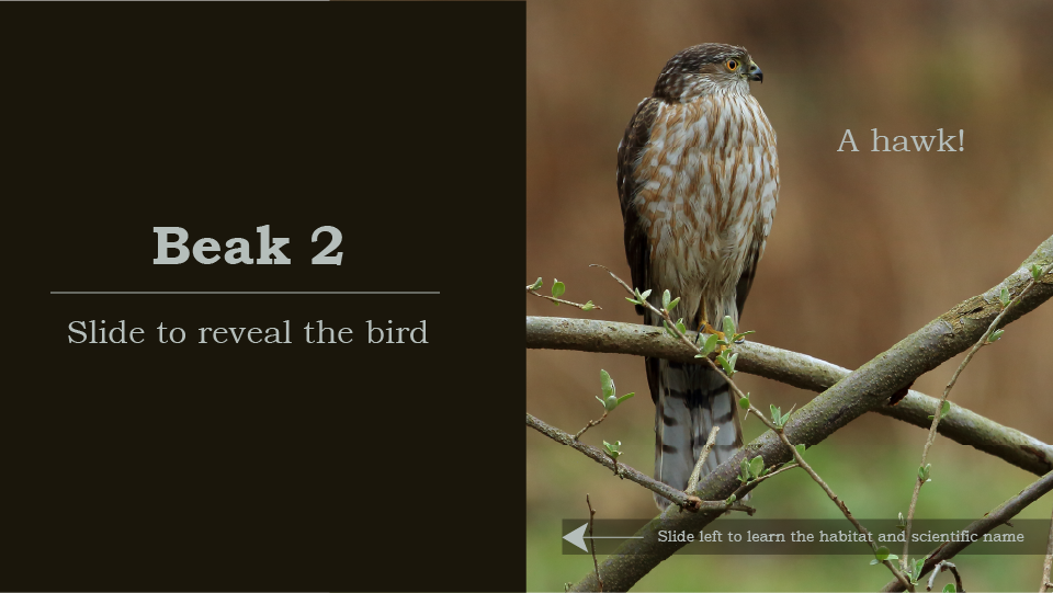 Beak 2, slide to reveal the bird, a hawk, tan and white stripes on the belly, perched on a branch, hooked beak, sharp talons, slide left to learn the habitat and scientific name