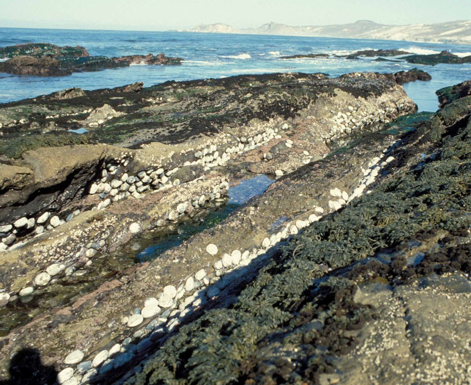 Lots of abalone at Otter Harbor in 1986