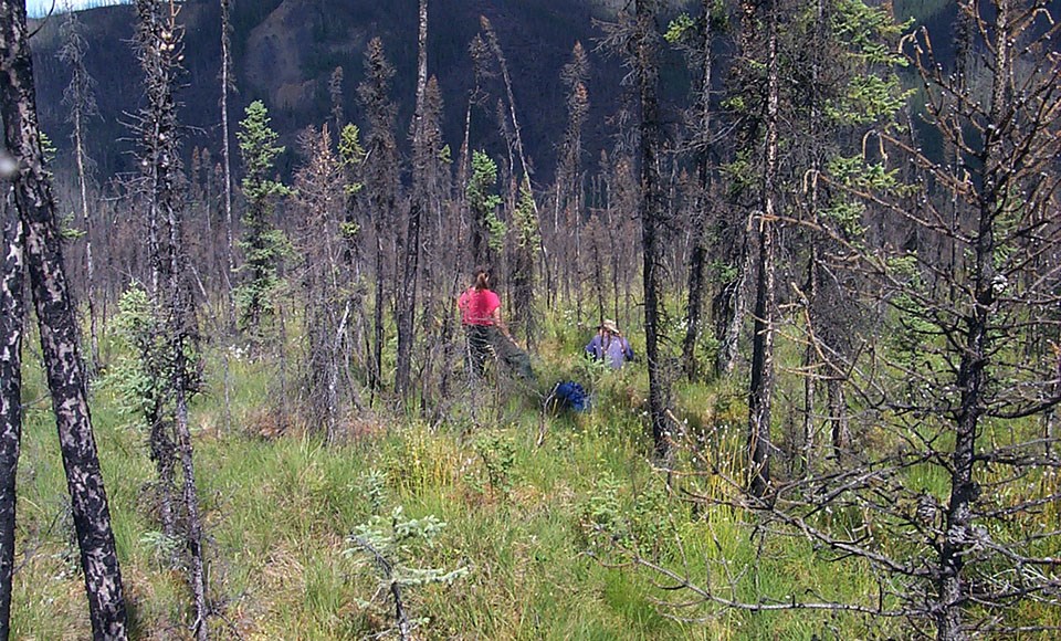 Two women scientists out in a black spruce forest taking measurements.