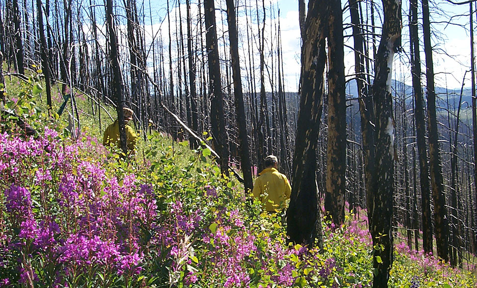 Two women scientists out in a black spruce forest taking measurements.