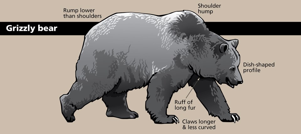 Diagram of a grizzly bear with various body parts and shapes identified.