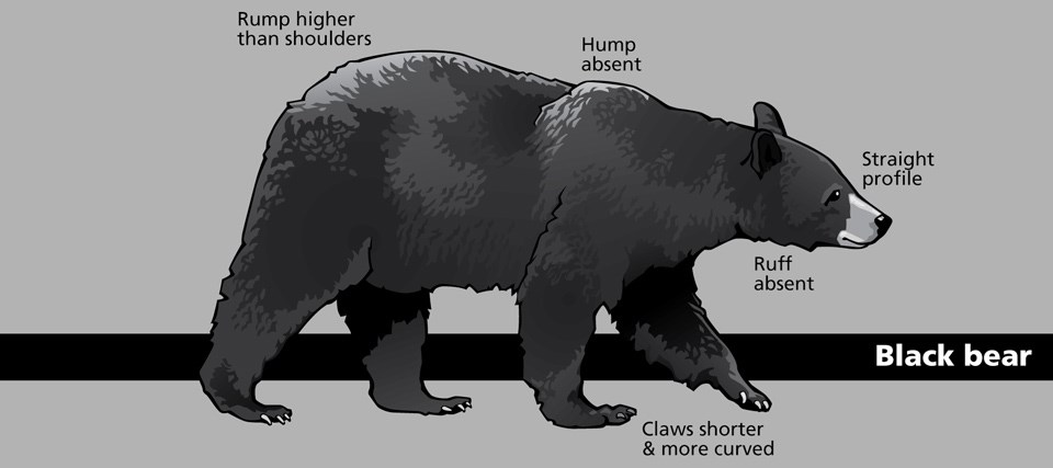 Diagram of a grizzly bear with various body parts and shapes identified.