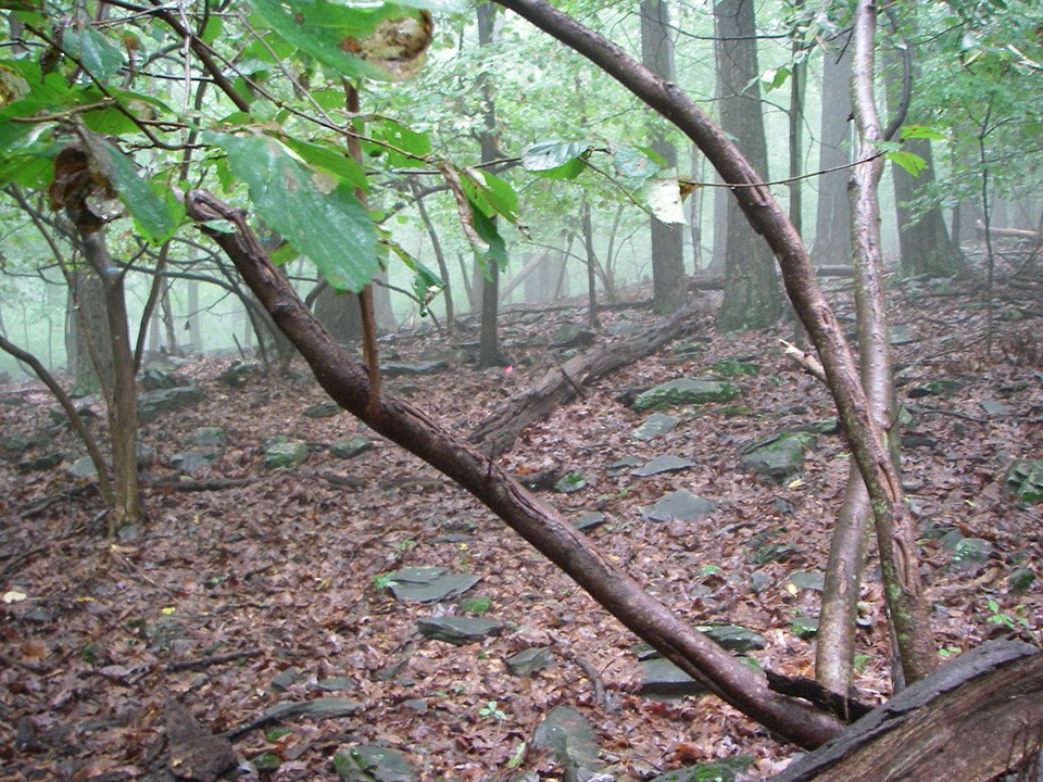 A forest plot with very little understory plant growth.