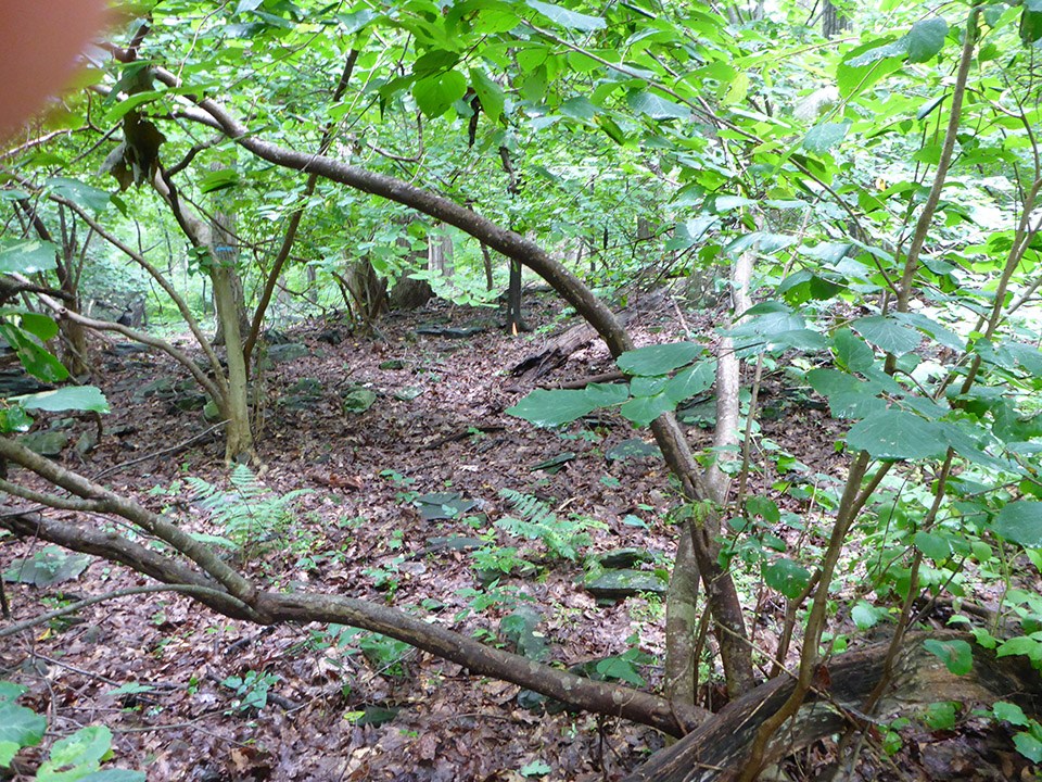 A forest plot with very little understory plant growth.