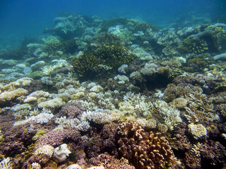Bleached coral observed in Guam during a mass bleaching event in 2013. Coral reefs and the organisms they support are early indicators of climate change impacts.