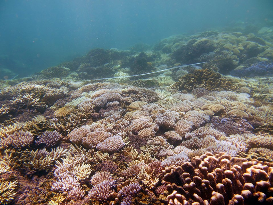 Bleached coral observed in Guam during a mass bleaching event in 2013. Coral reefs and the organisms they support are early indicators of climate change impacts.