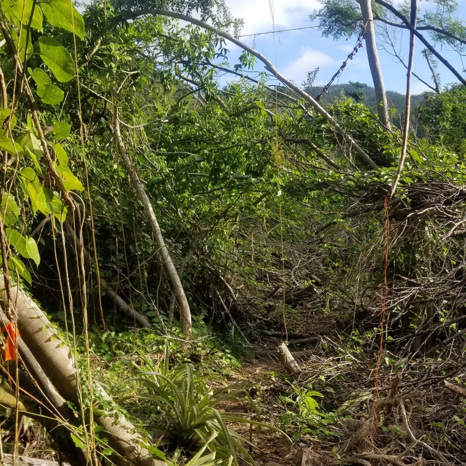 Clearing the Reef Bay Trail