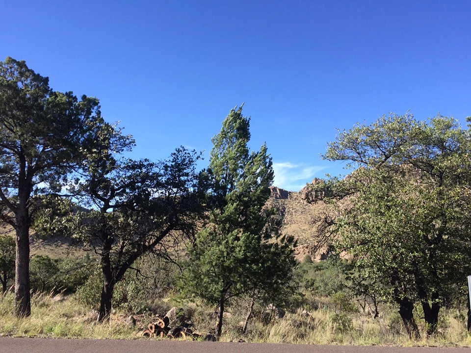 Buildup of brush along the park entrance road