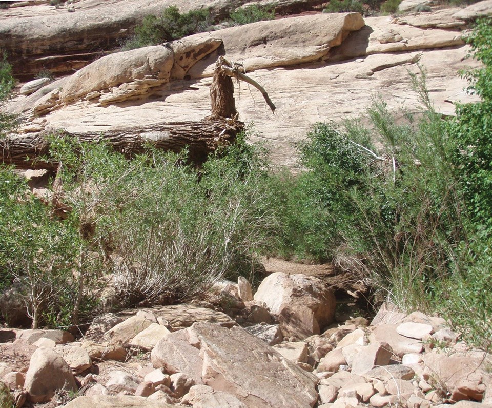 Photo of red rock with riparian shrubs and transect tape.