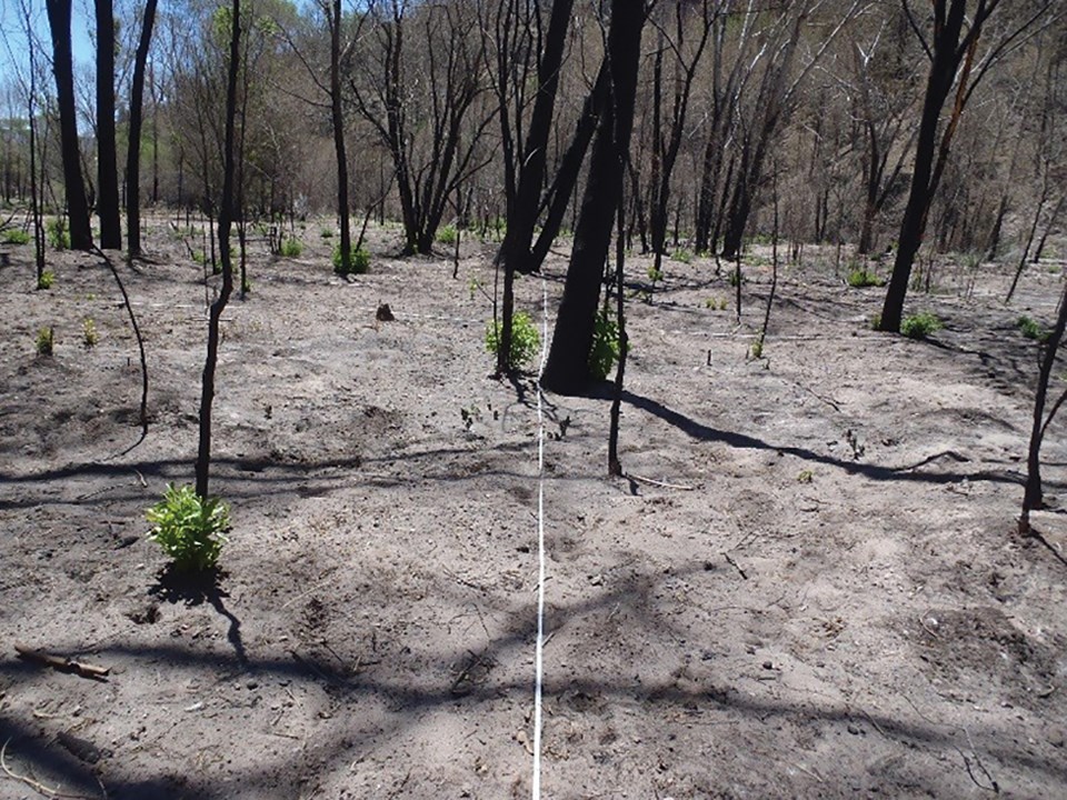 Photo of bare ground and burnt trees.