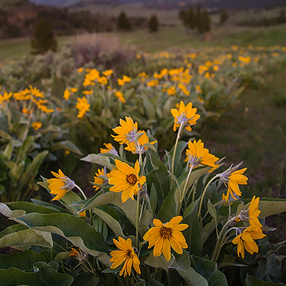 The bright blooms of Balsamroot in the evening light.