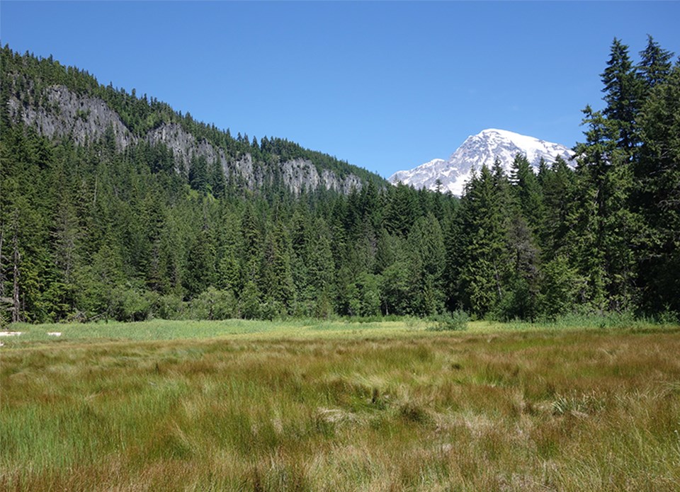 Meadow under clear blue sky with forest, mountain, and snow-capped Mount Rainier in the background.