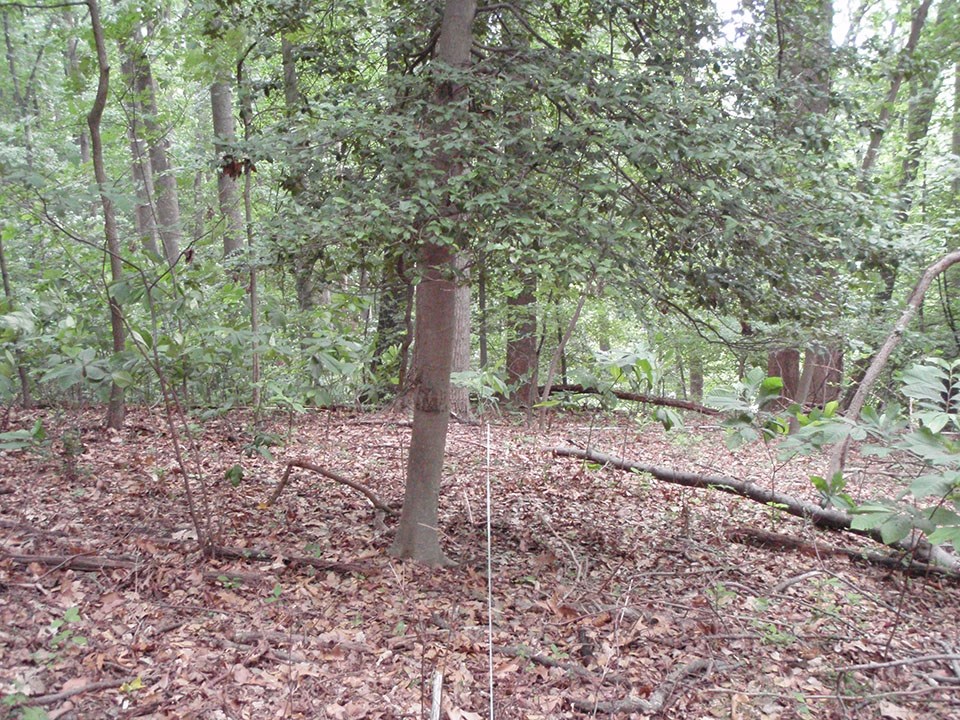 A forest in summer with green canopy and brown fallen leaves on the forest floor.