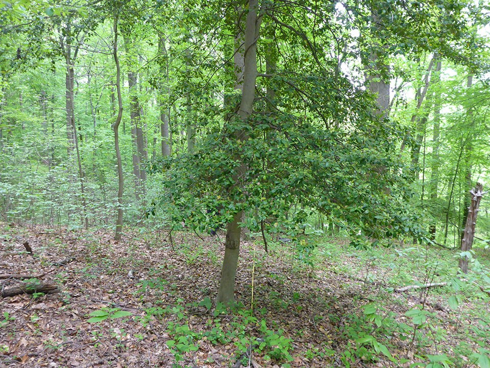 A forest in summer with green canopy and brown fallen leaves on the forest floor.