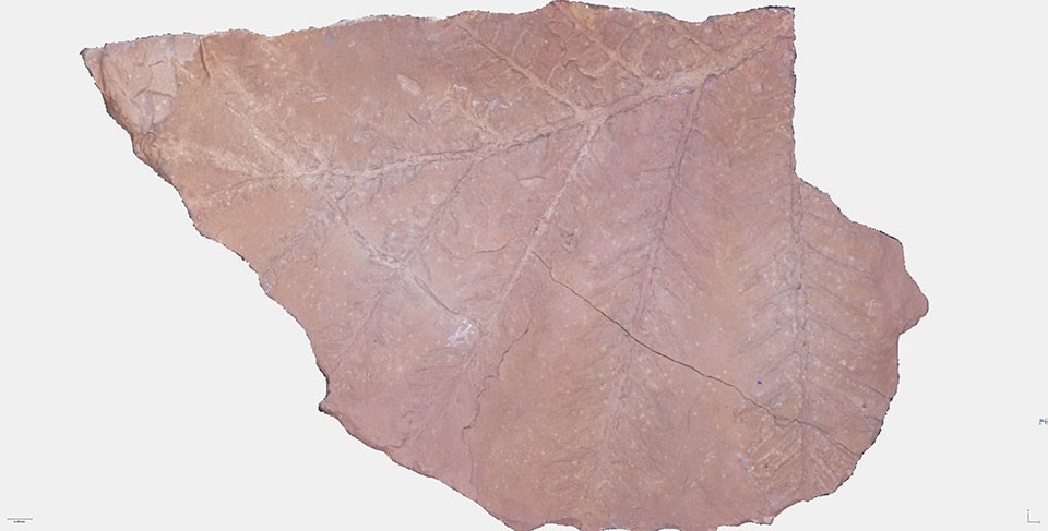 fern fossil in sandstone