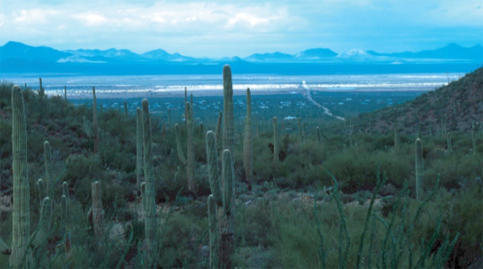 view of desert basin with cactus in foreground