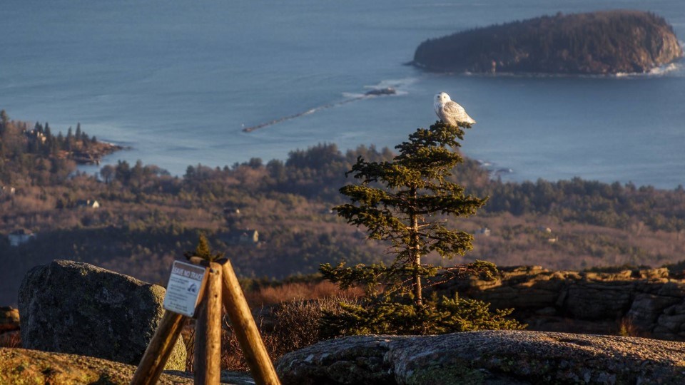 White snowy owl perched atop a spruce tree in distance