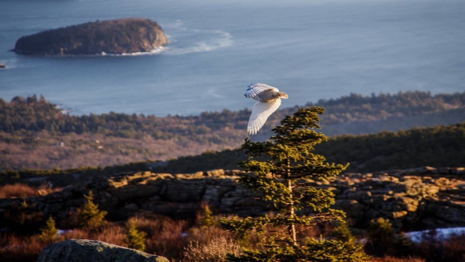 White snowy owl perched atop a spruce tree in distance