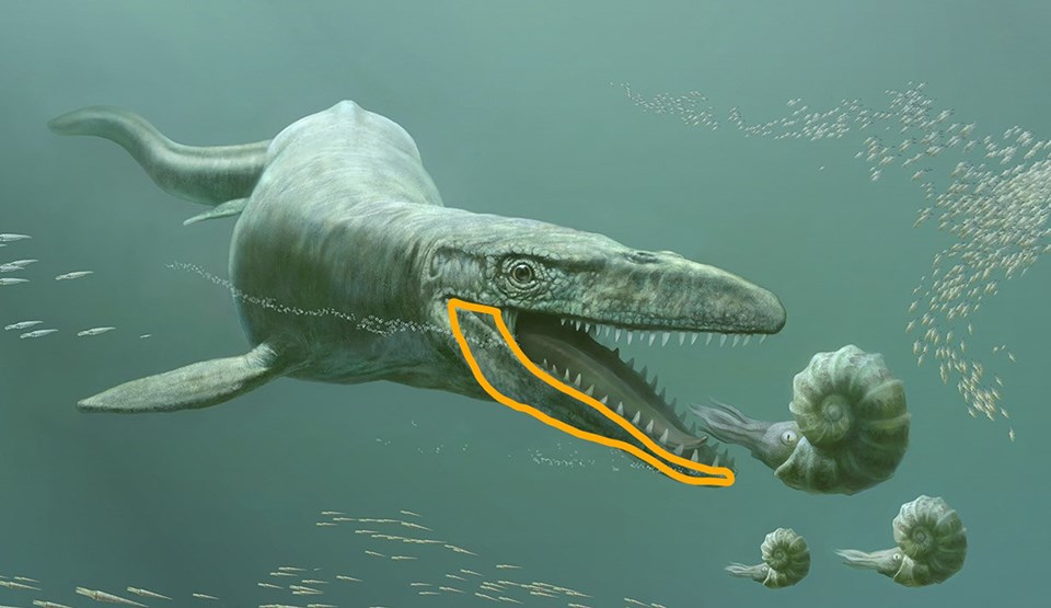Mosasaur feeding on ammonites.