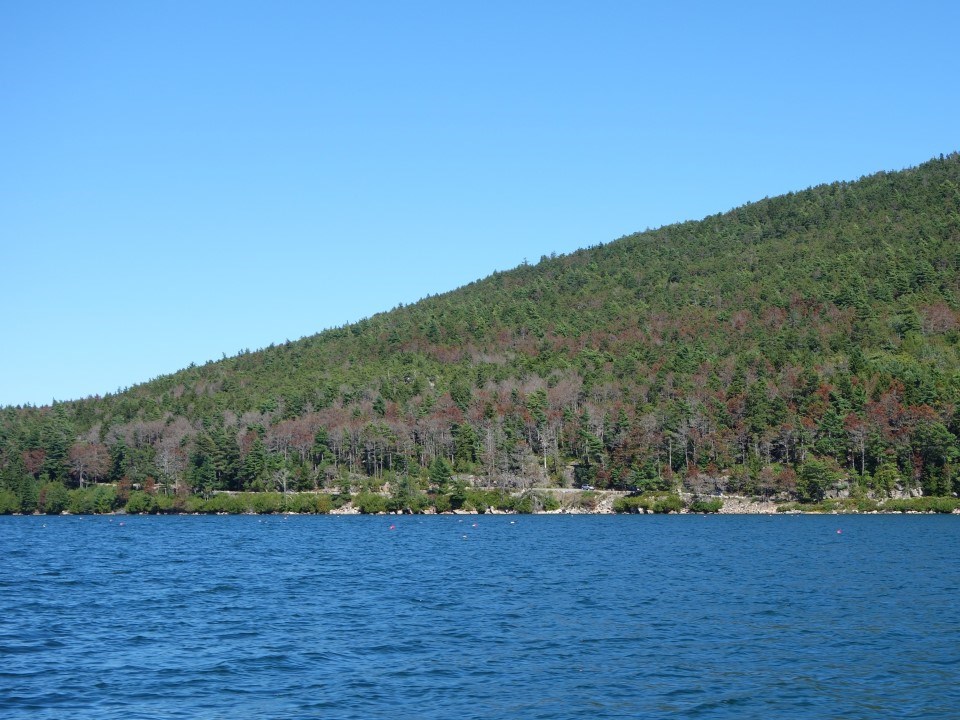 Red pine dying on Norumbega Mountain in 2014, seen from Somes Sound.