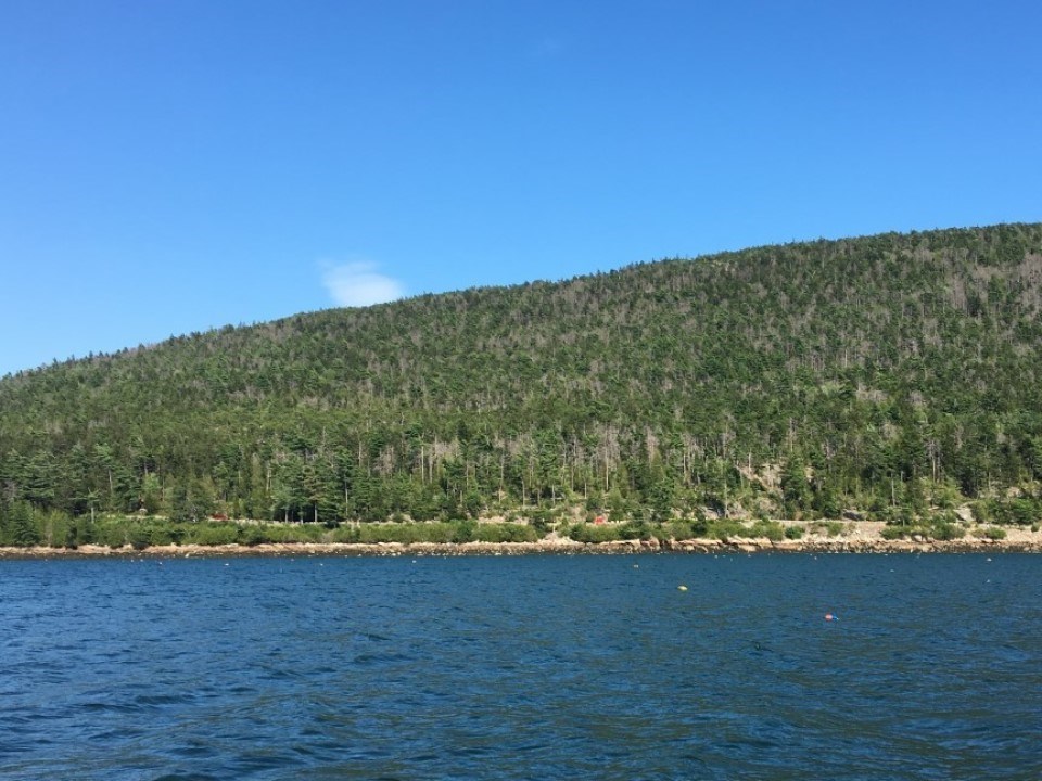 Red pine dying on Norumbega Mountain in 2014, seen from Somes Sound.