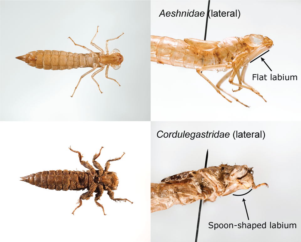 Image to distinguish between two taxa of dragonfly larvae