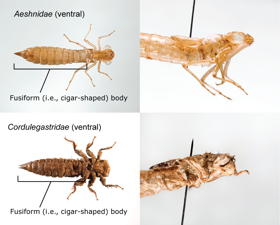 Image to distinguish between two taxa of dragonfly larvae