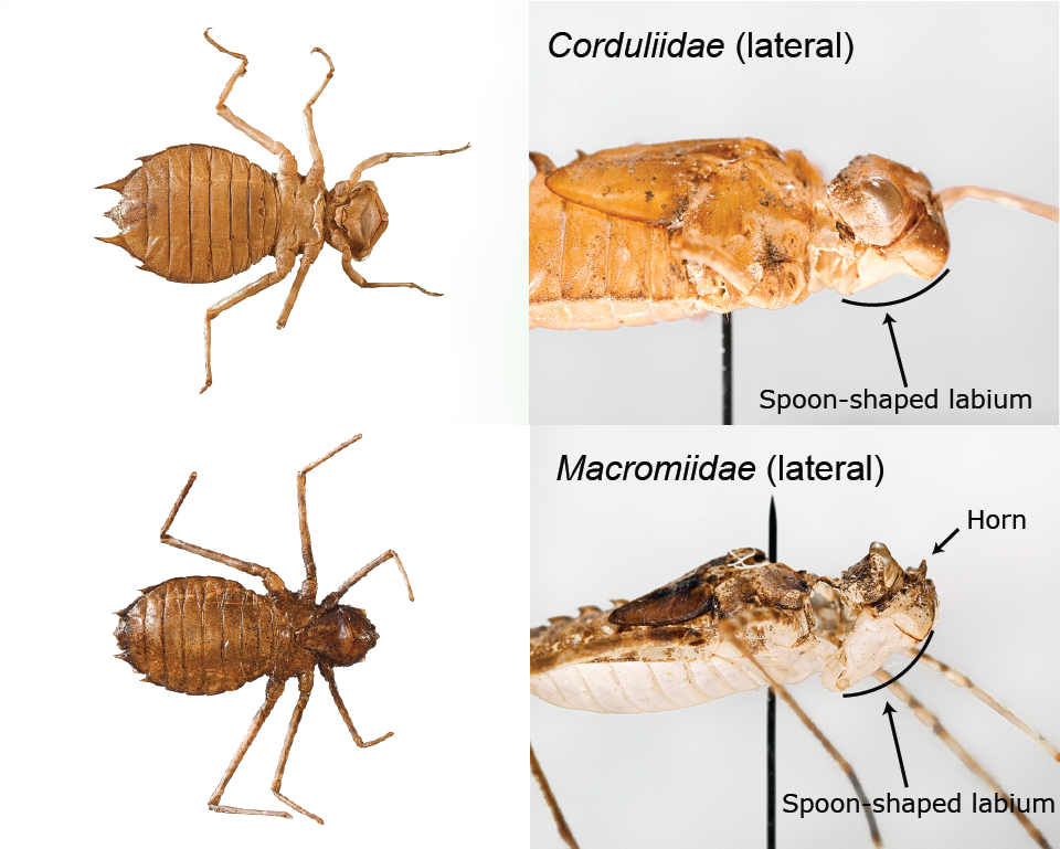 Image to distinguish between two taxa of dragonfly larvae