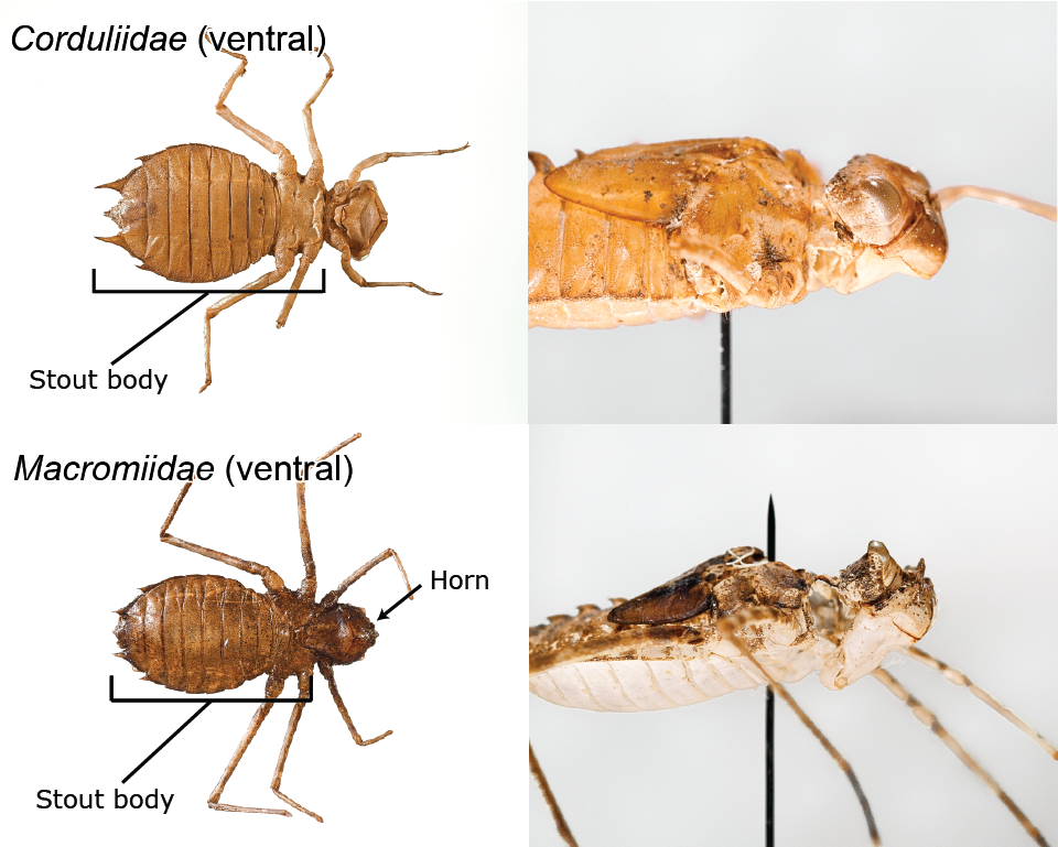 Image to distinguish between two taxa of dragonfly larvae