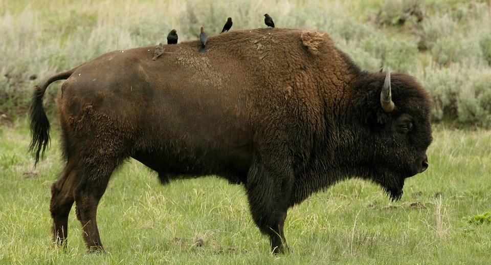 Cowbirdds on the back of a bison