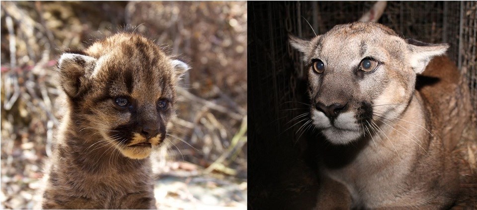 A photo of a mountain lion cub next to a photo of a full-grown mountain lion