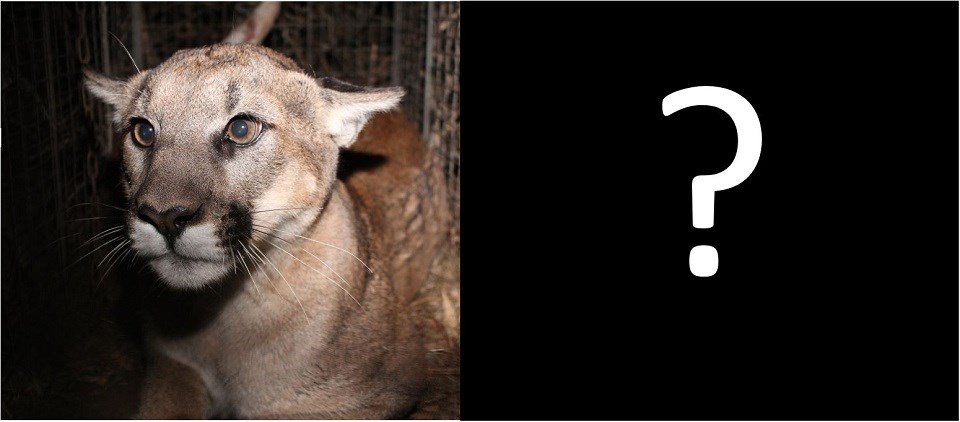 A photo of a mountain lion cub next to a photo of a full-grown mountain lion