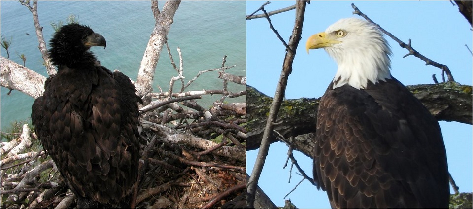 A photo of a juvenile bald eagle next to a photo of a full-grown bald eagle