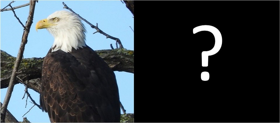 A photo of a juvenile bald eagle next to a photo of a full-grown bald eagle