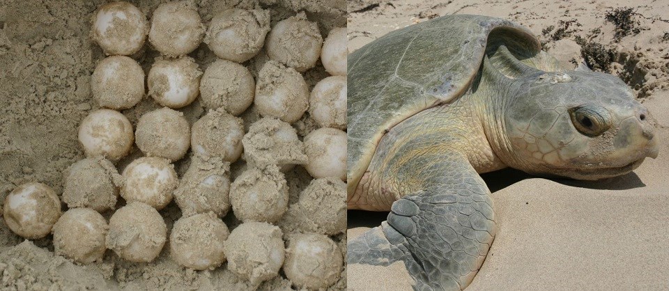 A photo of turtle eggs in the sand next to a photo of a full-grown Kemps ridley turtle