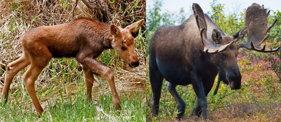 A photo of a moose calf next to a photo of a full-grown moose bull