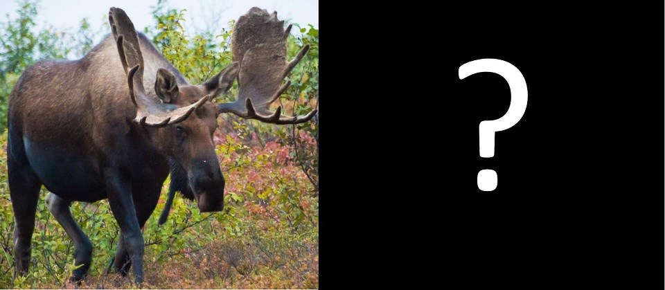 A photo of a moose calf next to a photo of a full-grown moose bull