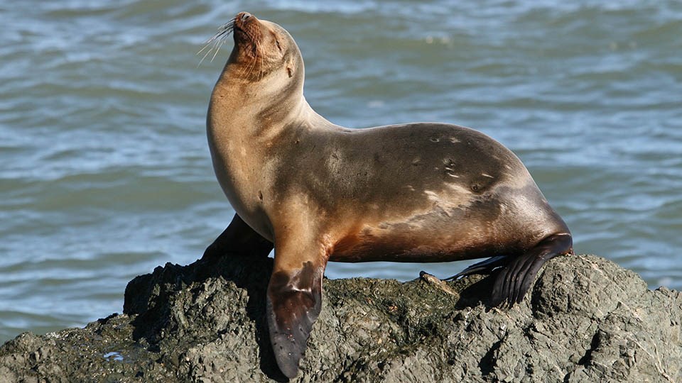 photo of california sea lion