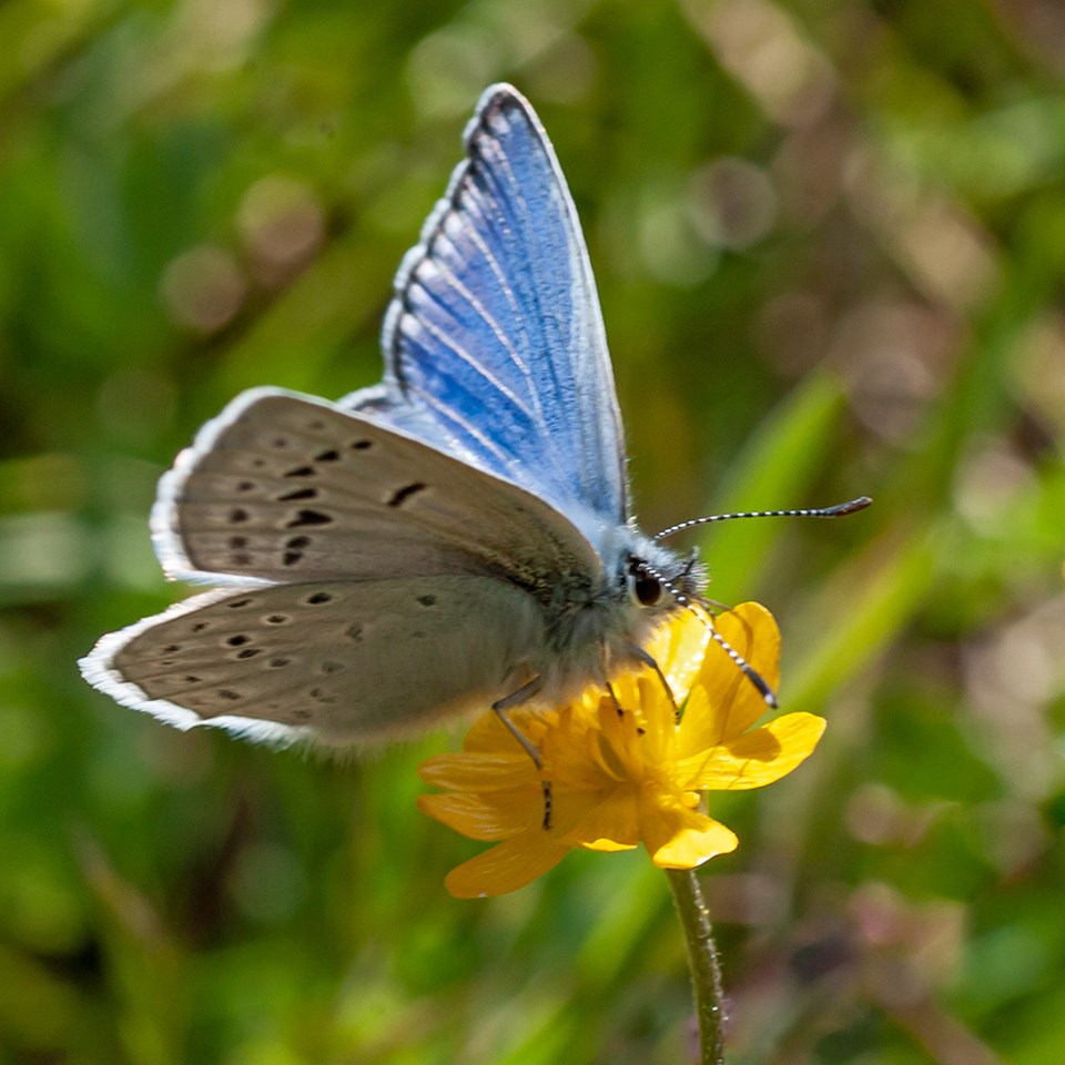 photo of mission blue butterfly on a flower