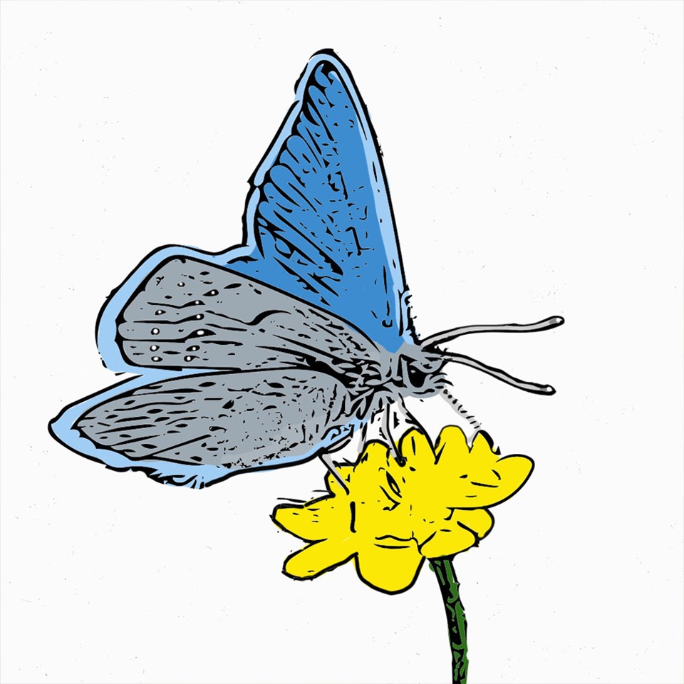 photo of mission blue butterfly on a flower