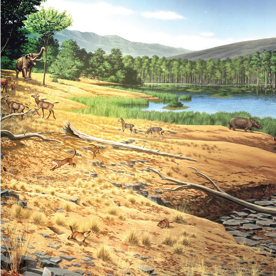illustration of john day fossil bed as a lush forest