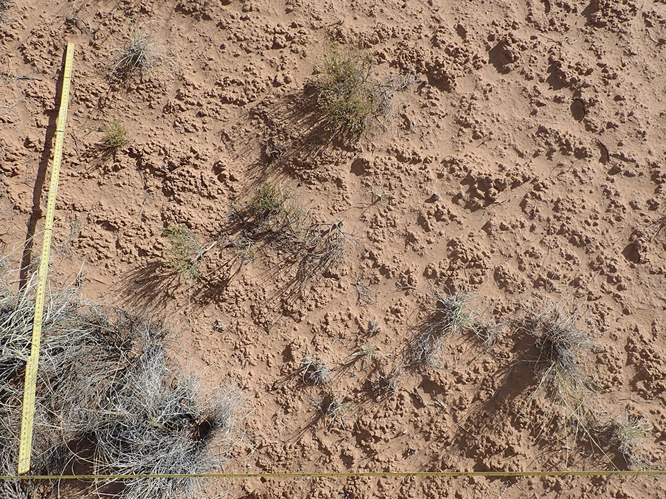 Two measuring tapes form a corner over mostly bare red soil and a few small plants.