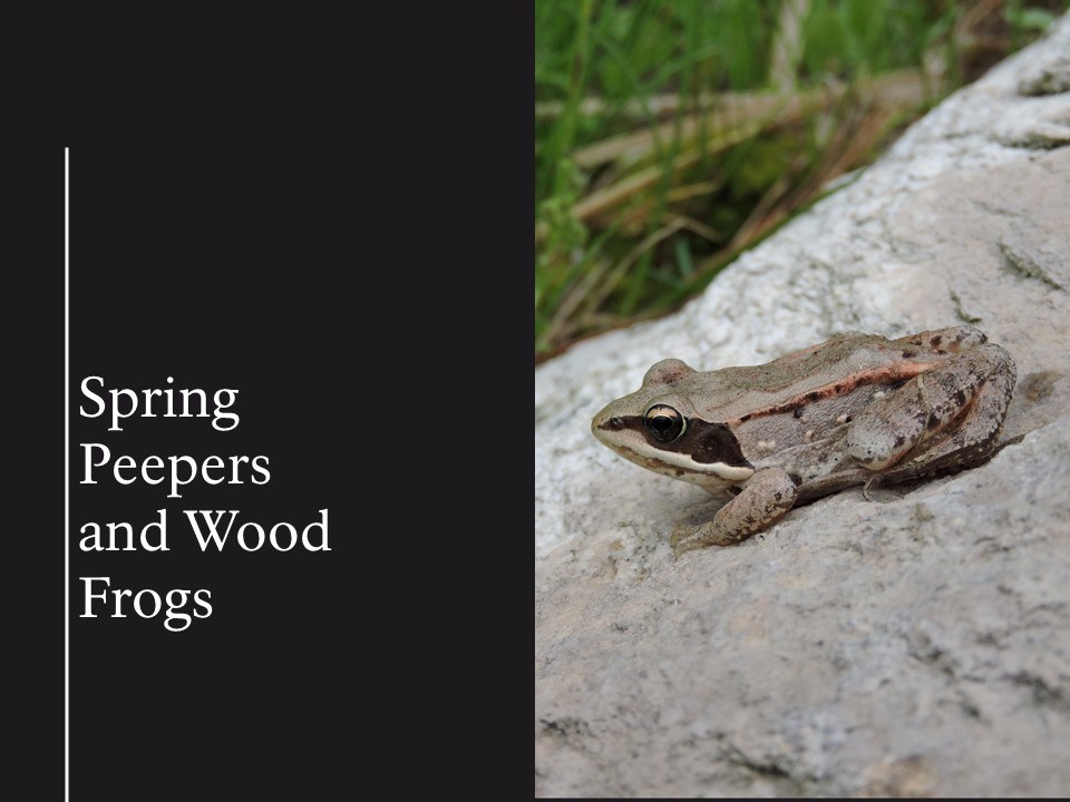 text reads What frogs are the first to emerge in the spring and start singing?