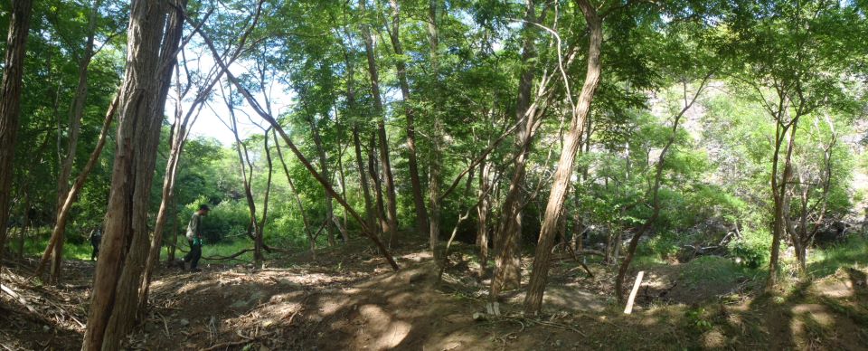 Photo showing area before honeysuckle management