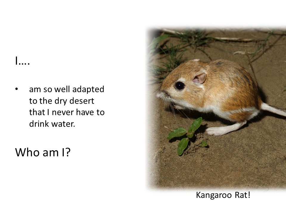 I am so well adapted to the dry desert that I never have to drink water. Who am I?